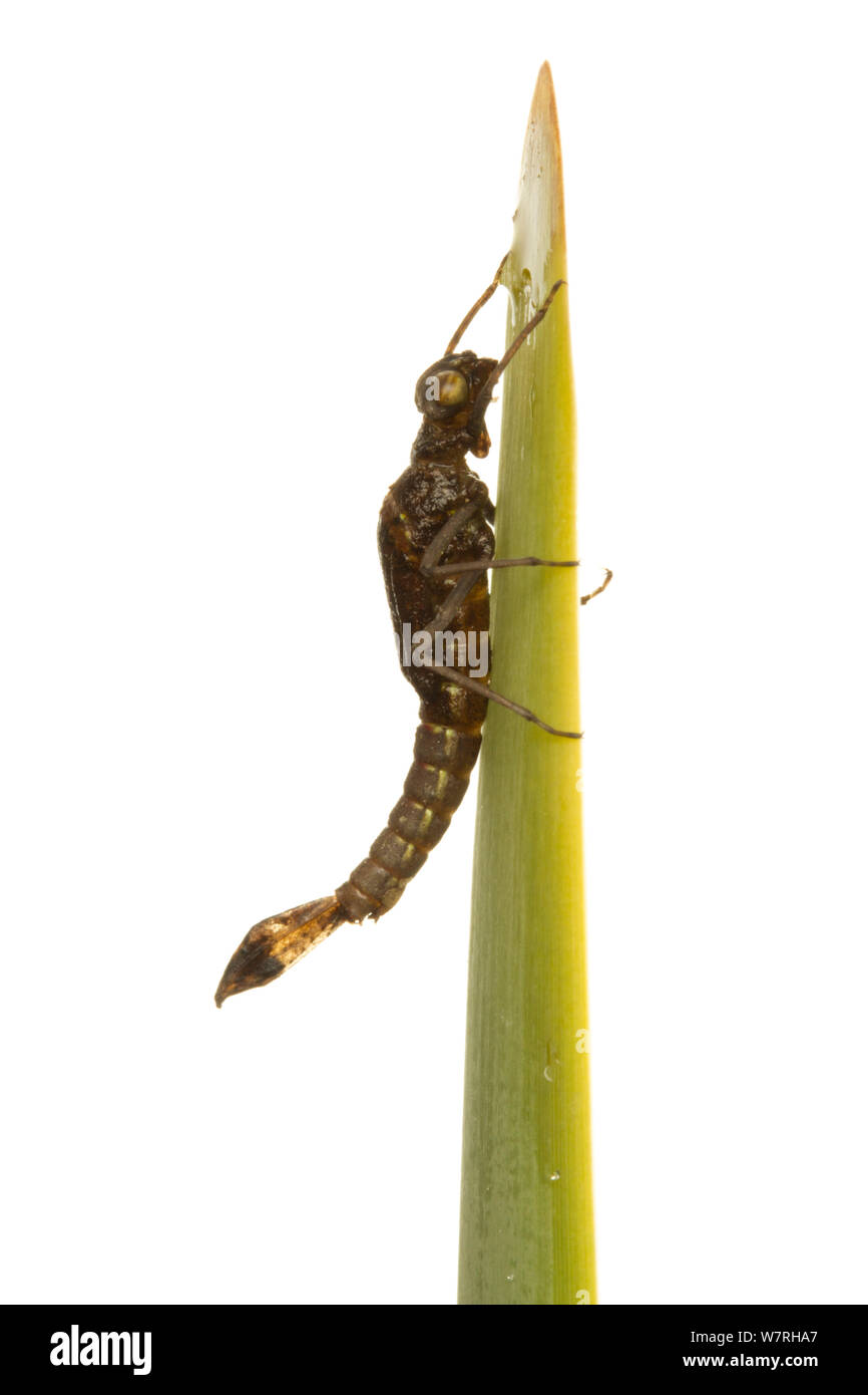 Adulti di corporatura robusta damsefly rosso (Pyrrhosoma nymphula) emergenti dalla sua fase nymphal, Leicestershire, Inghilterra, Regno Unito, Aprile. Sequenza 1/5. meetyourneighbors.net progetto Foto Stock