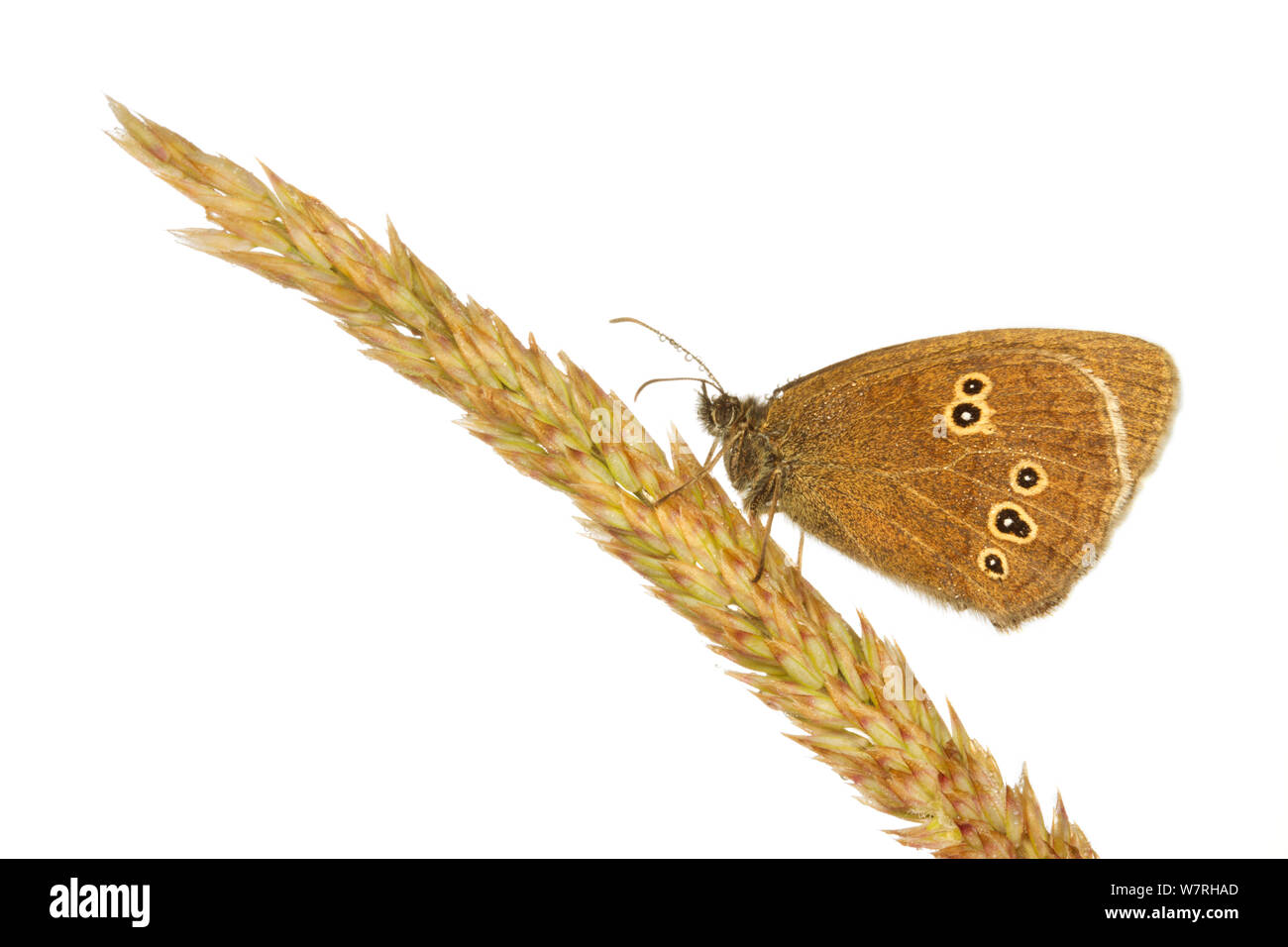 Ringlet butterfly (Aphantopus hyperantus) su un gambo di erba, Leicestershire, Inghilterra, Regno Unito, Luglio. meetyourneighbors.net progetto Foto Stock