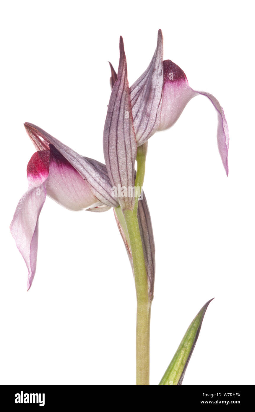 Linguetta Orchidea (Serapias lingua) in fiore, Sicilia, maggio. Progetto Meetyourneighbors.net Foto Stock