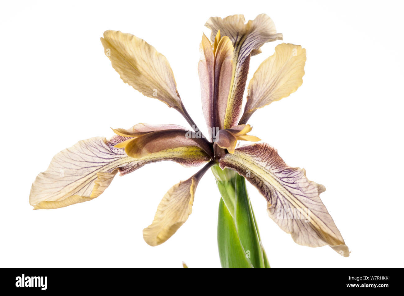 Puzzolente (Iris Iris foetidissima ) in fiore, Podere Montecucco, nei pressi di Orvieto, Umbria, Italia. Maggio. Progetto Meetyourneighbors.net Foto Stock