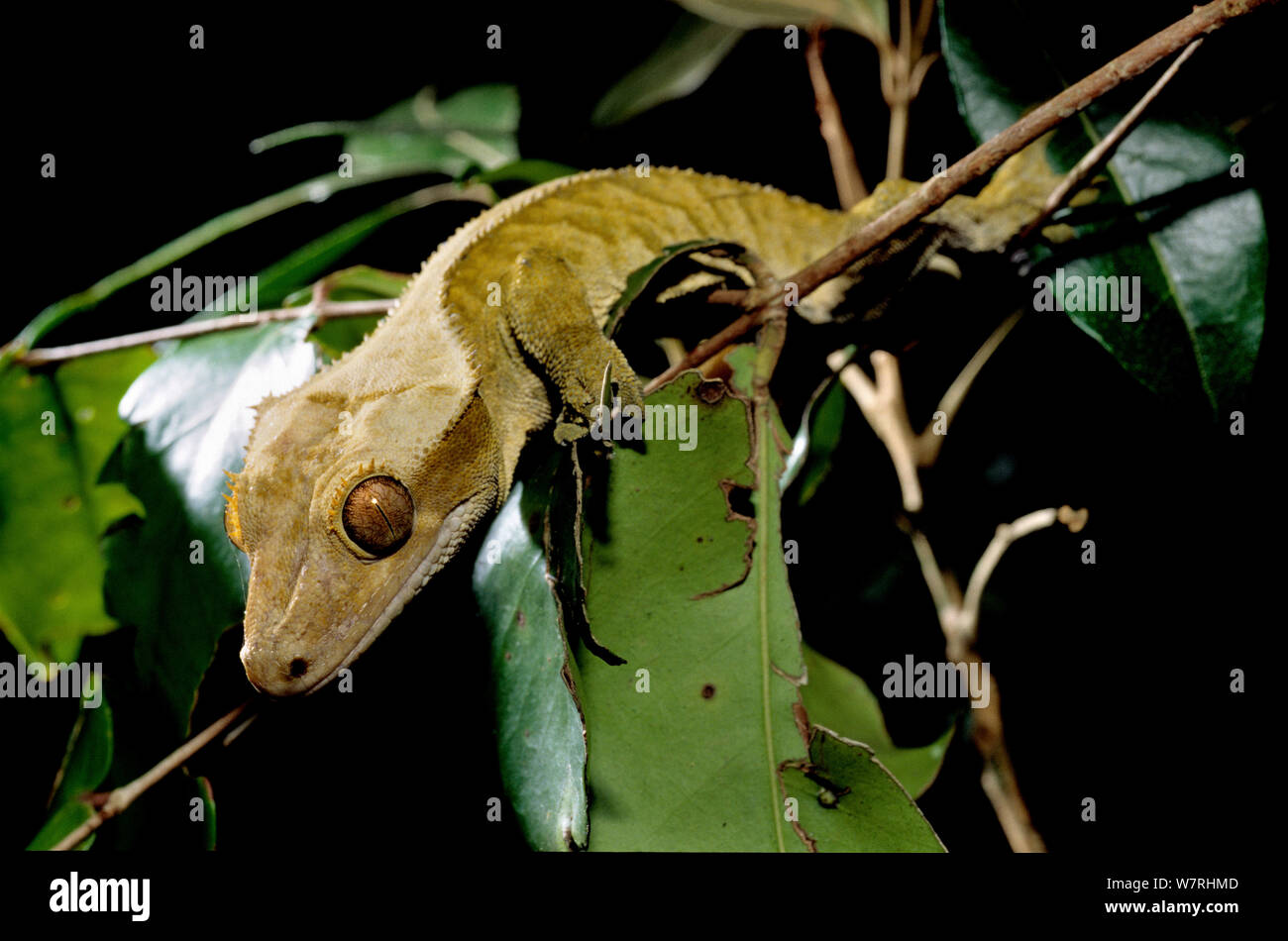 Nuovo Caledonian crested gecko sul ramo (Correlophus / Rhacodactylus ciliatus) Nuova Caledonia. Foto Stock