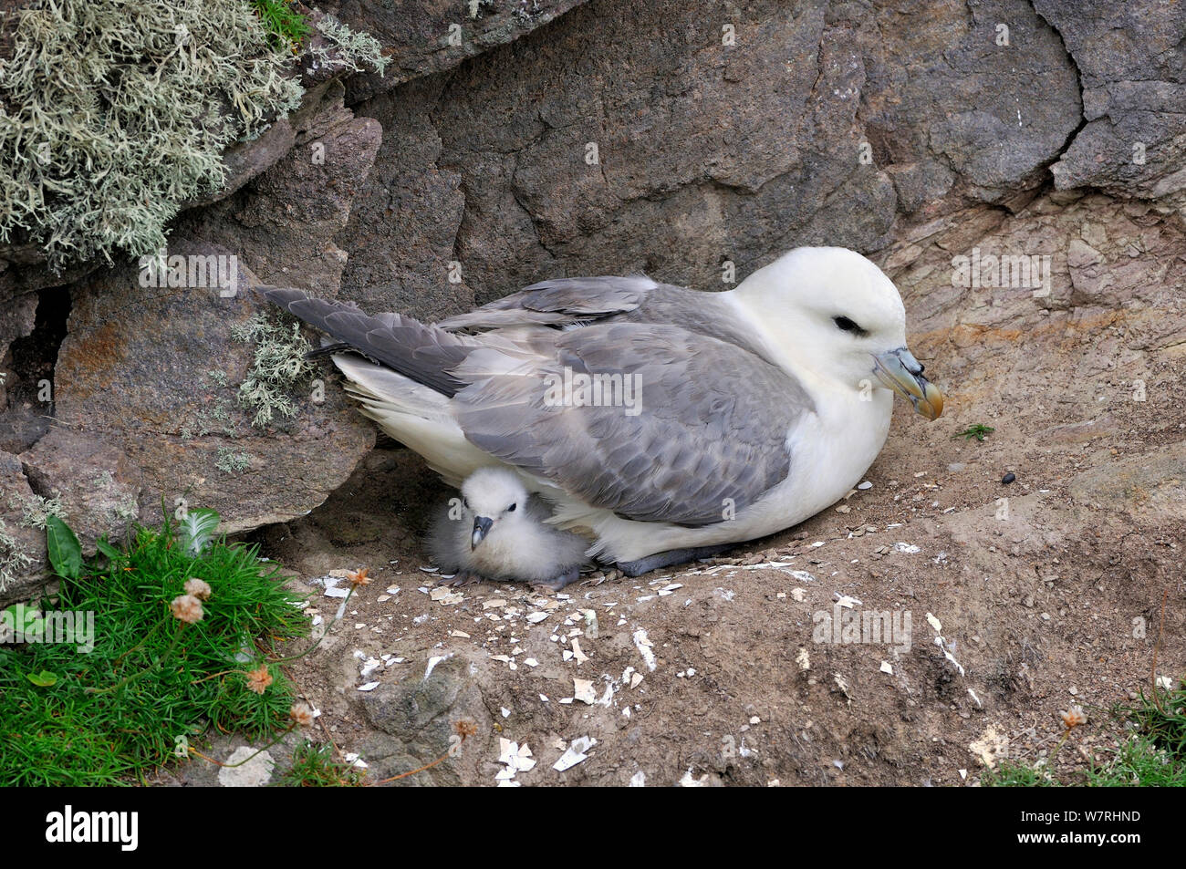 Fulmar (Fulmarus glacialis) con pulcino al nido, UK, Luglio Foto Stock