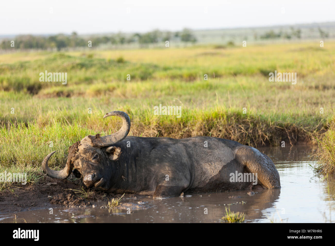African buffalo (Syncerus caffer) maschio di prendere un bagno di fango, Masai-Mara Game Reserve, Kenya Foto Stock