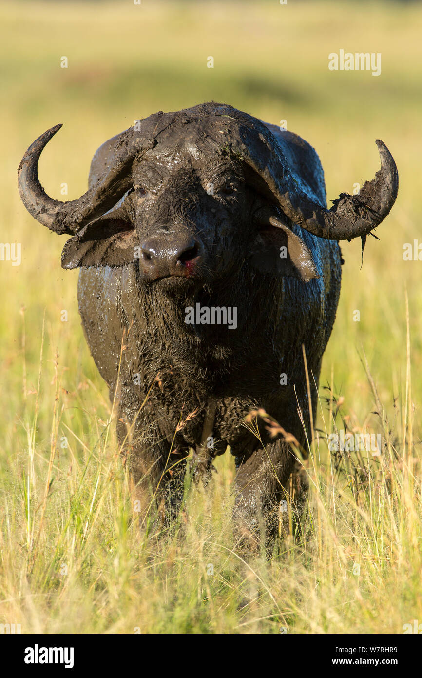 African buffalo (Syncerus caffer) maschio coperti di fango, Masai-Mara Game Reserve, Kenya Foto Stock