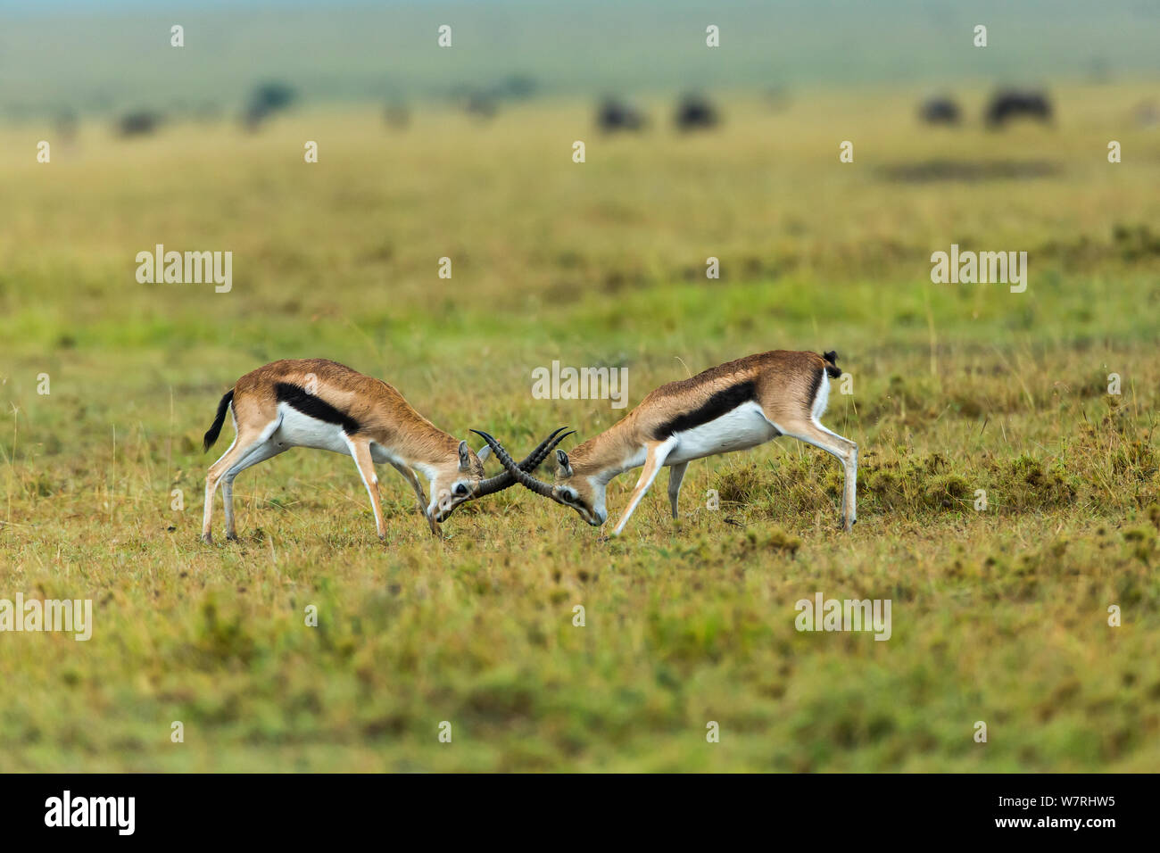 Thomson gazelle Gazella (thomsoni) maschi combattimenti, Masai-Mara Game Reserve, Kenya Foto Stock