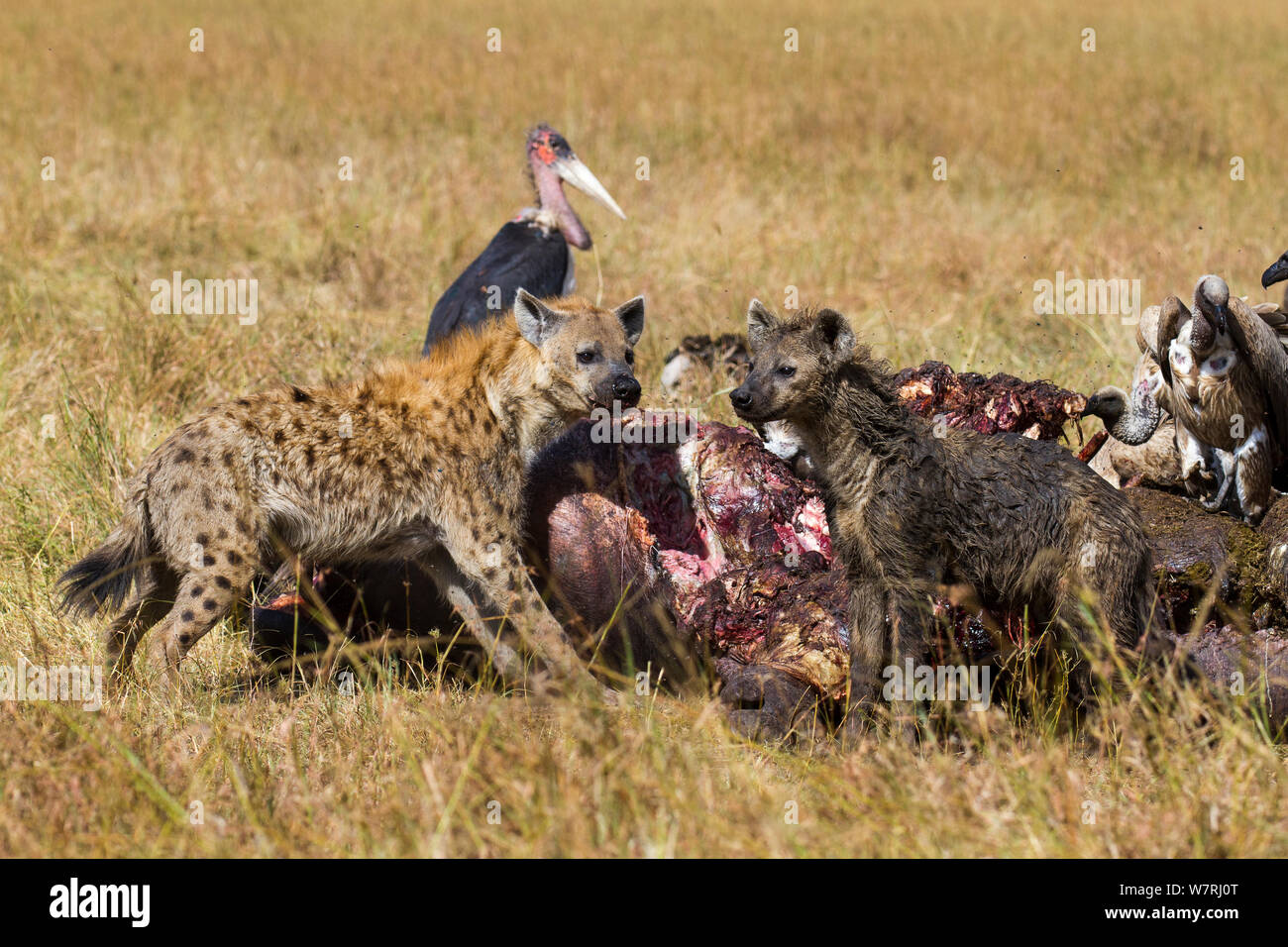 Spotted hyena (Crocuta crocuta) alimentazione su tela circondato da White-backed grifone (Gyps Africanus) e Marabou cicogne (Leptoptilos crumeniferus) Masai-Mara Game Reserve, Kenya Foto Stock