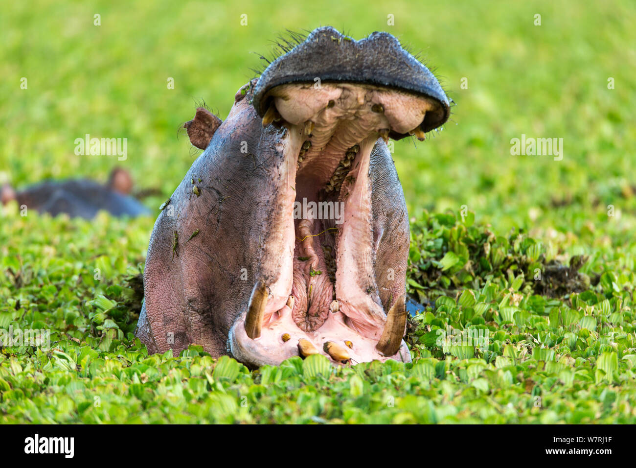 Ippopotamo (Hippopotamus amphibius) maschio a sbadigliare in acqua le lattughe (Pistia stratiotes) Masai-Mara Game Reserve, Kenya Foto Stock