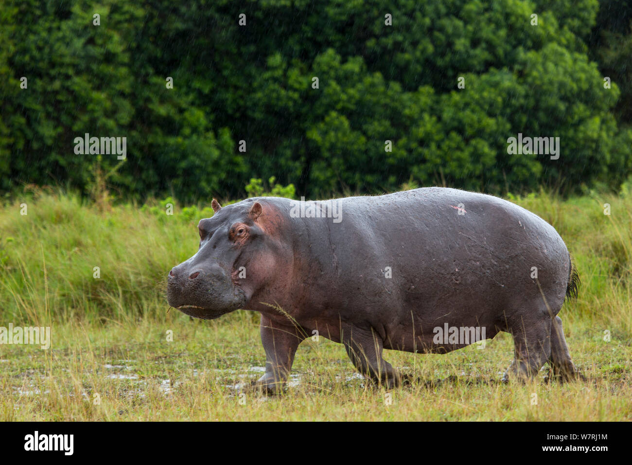 Ippopotamo (Hippopotamus amphibius) a piedi nella prateria, Masai-Mara Game Reserve, Kenya Foto Stock