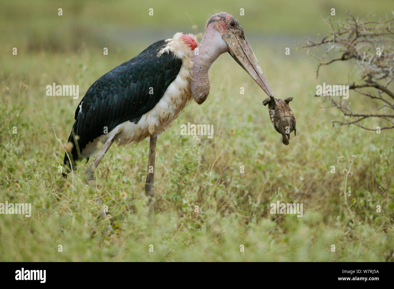 Marabou stork (Leptoptilos crumeniferus) con una tartaruga di preda, Masai-Mara Game Reserve, Kenya Foto Stock
