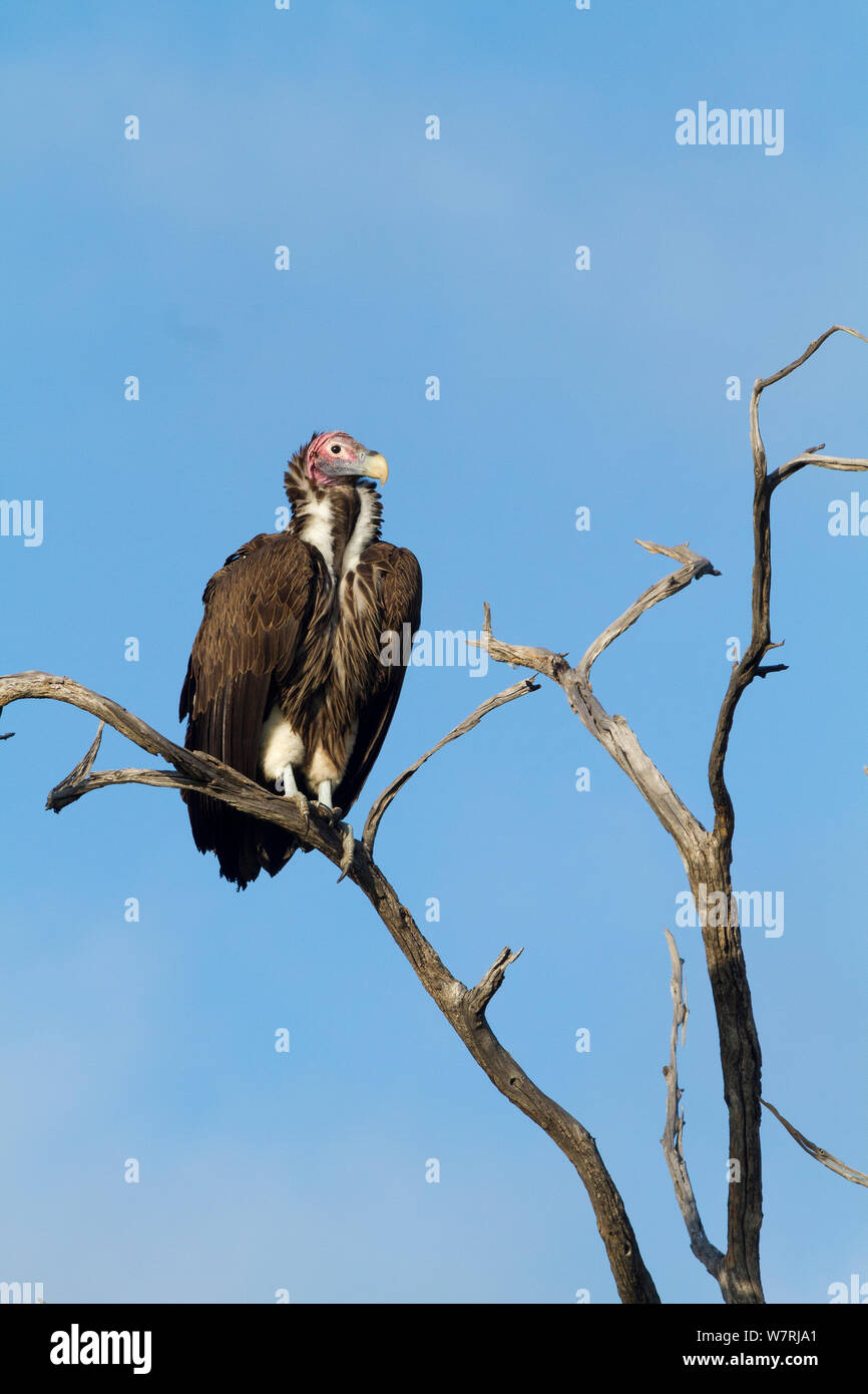 Falda-di fronte vulture (Torgos tracheliotus) arroccato su albero, Moremi Game Reserve, Botswana Foto Stock