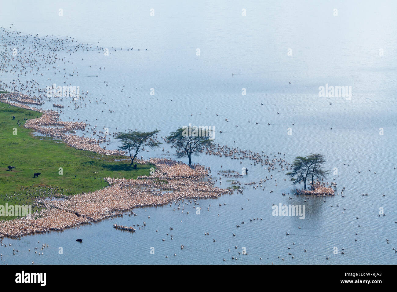 Pellicano bianco (Pelecanus onocrotalus) vista aerea di colonia, Nakuru National Park, Kenya Foto Stock