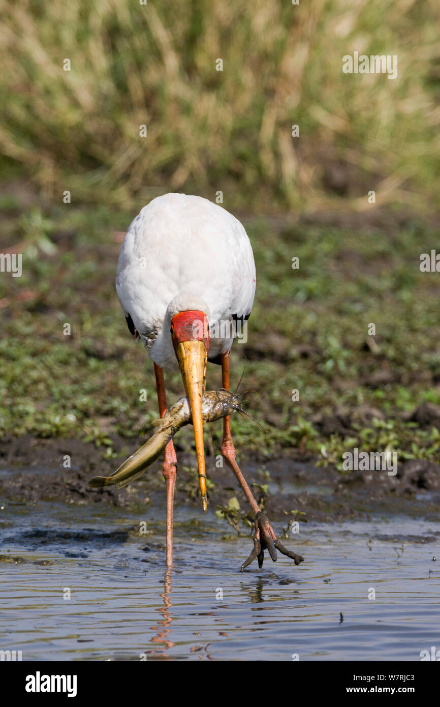 Giallo-fatturati stork (Mycteria ibis) pesca, Masai-Mara Game Reserve, Kenya, Foto Stock