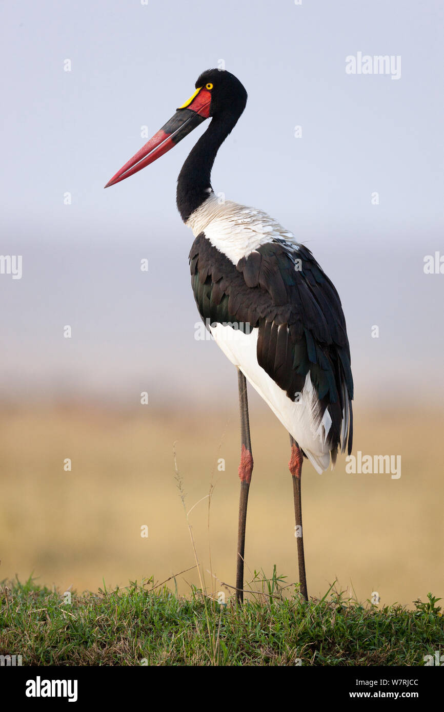 A sella fatturati stork (Ephippiorynchus senegalensis) profilo femmina, Masai-Mara Game Reserve, Kenya Foto Stock