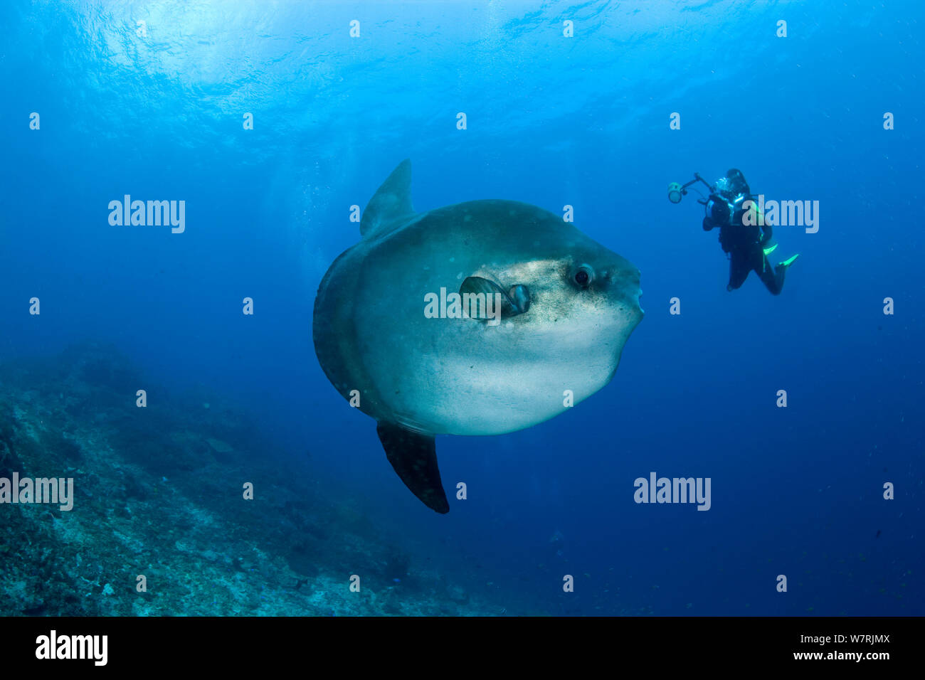 Scuba Diver fotografare Ocean Sunfish (Mola mola) Crystal Bay, Nusa Penida, isola di Bali, Indonesia, Oceano Pacifico Foto Stock