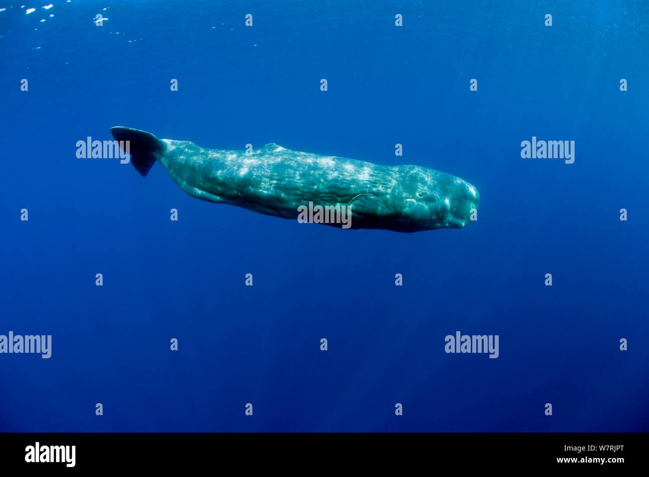 Capodoglio (Physeter macrocephalus) di vitello, isola Pico, Azzorre, Portogallo, Oceano Atlantico Foto Stock