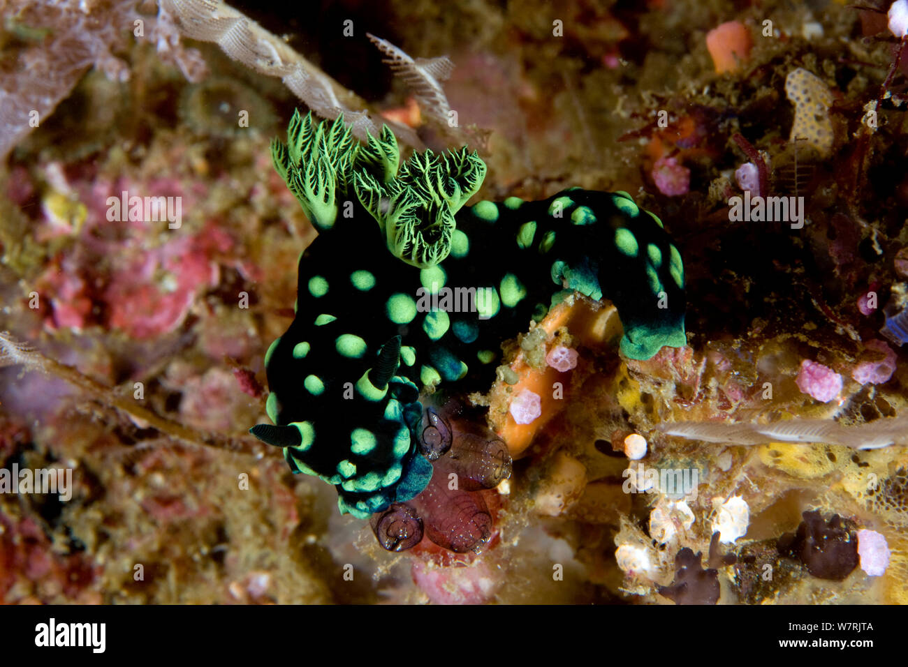 Nudibranch (Nembrotha cristata) Raja Ampat, Irian Jaya, Papua occidentale, in Indonesia, Oceano Pacifico Foto Stock