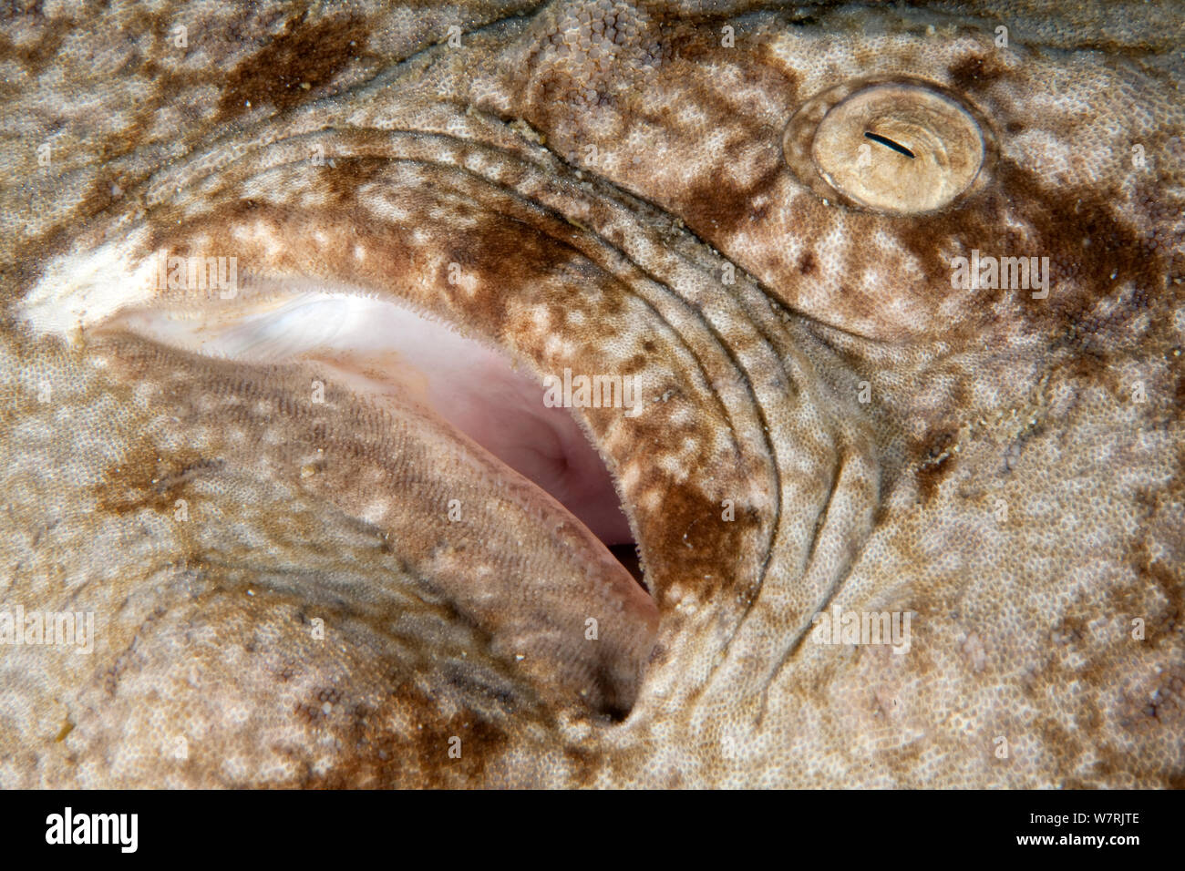 Dettaglio dell'Occhio di Tasselled wobbegong (Eucrossorhinus dasypogon) Cendana Jetty, isola di Waigeo Raja Ampat, Irian Jaya, Papua occidentale, in Indonesia, Oceano Pacifico Foto Stock