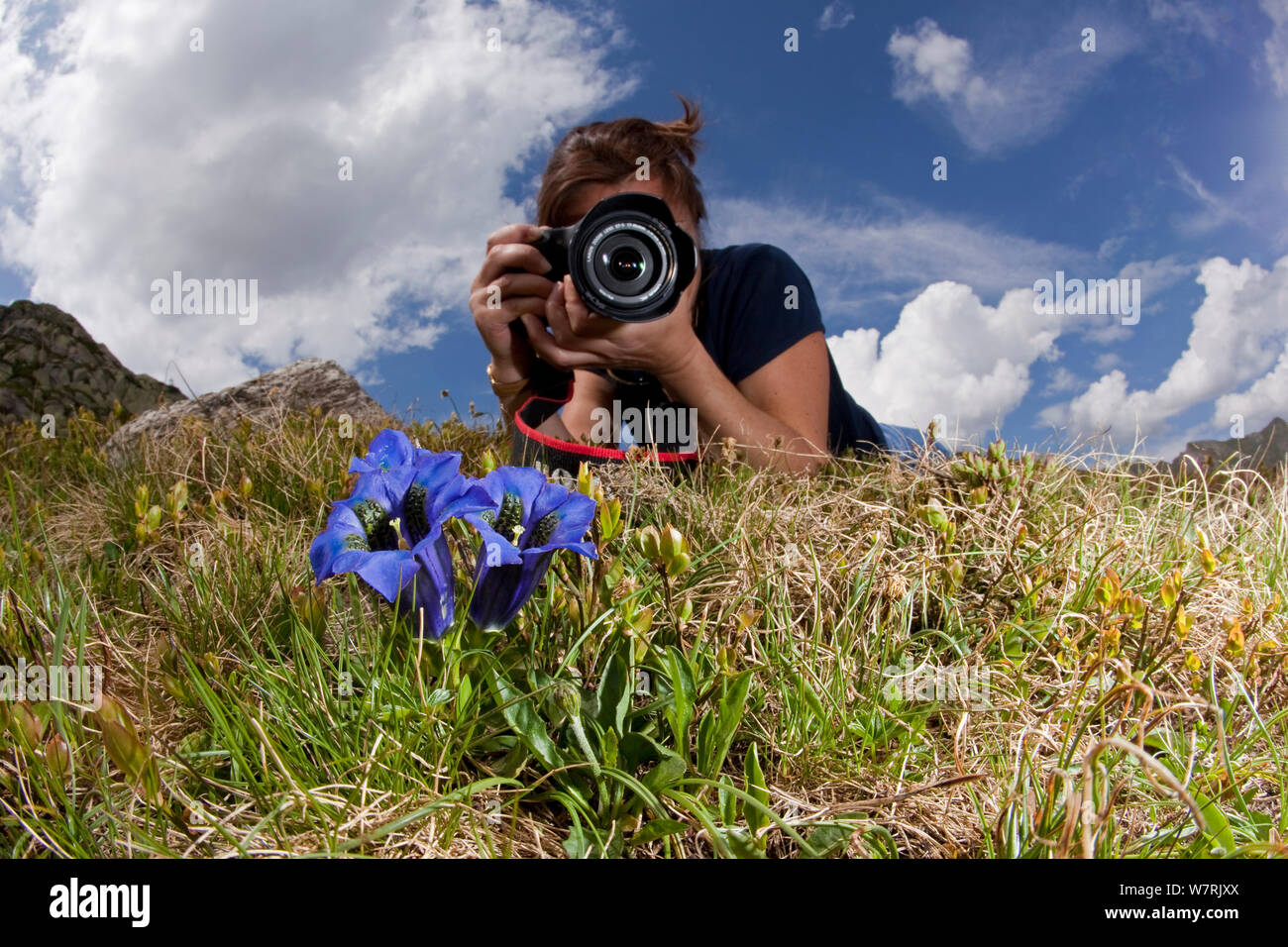 Donna fotografare la tromba genziana (Gentiana kochiana / acualis) Lago Sassolo, valle di sambuco, Ticino, Svizzera Foto Stock