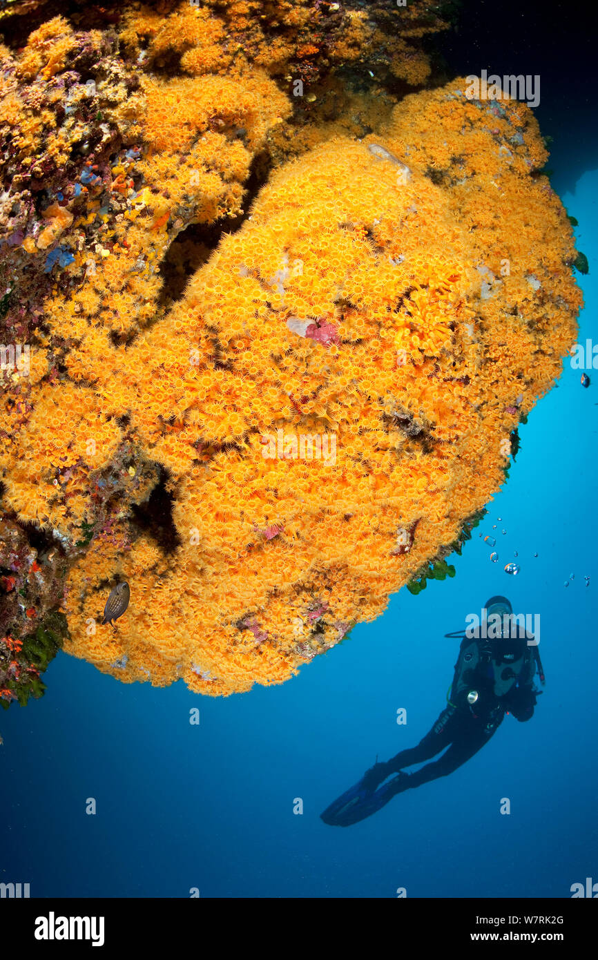 Scuba Diver e cluster di giallo (anemone Parazoanthus axinellae) Isola d Ischia, Italia, Mar Tirreno, Mediterranea Foto Stock