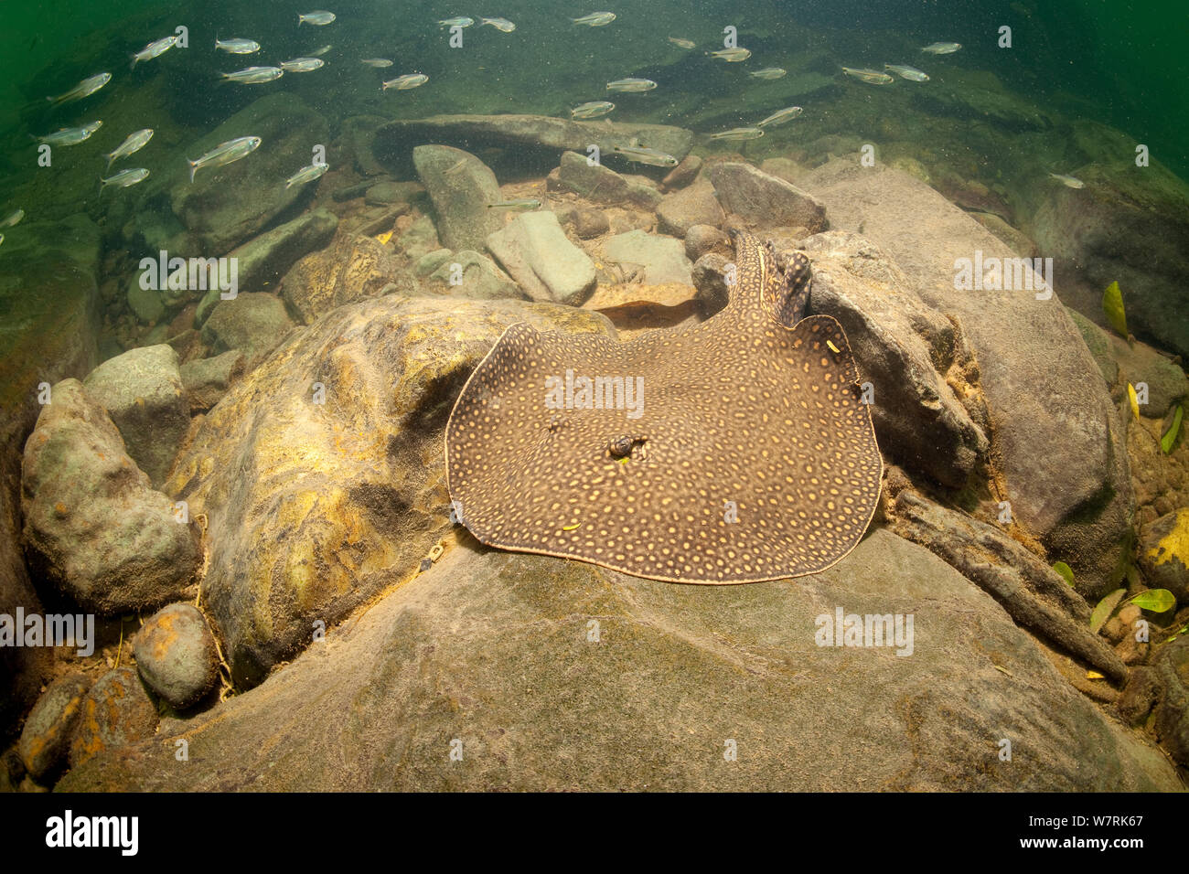 Fiume Ocellate stingray (Potamotrygon motoro) con piccoli pesci che nuotano vicino dal fiume Formoso, Bonito, Mato Grosso do Sul, Brasile Foto Stock