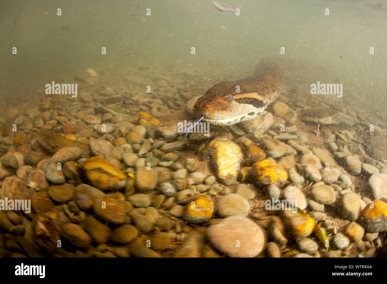 Anaconda verde (Eunectes murinus) Formoso River, Bonito, Mato Grosso do Sul, Brasile Foto Stock