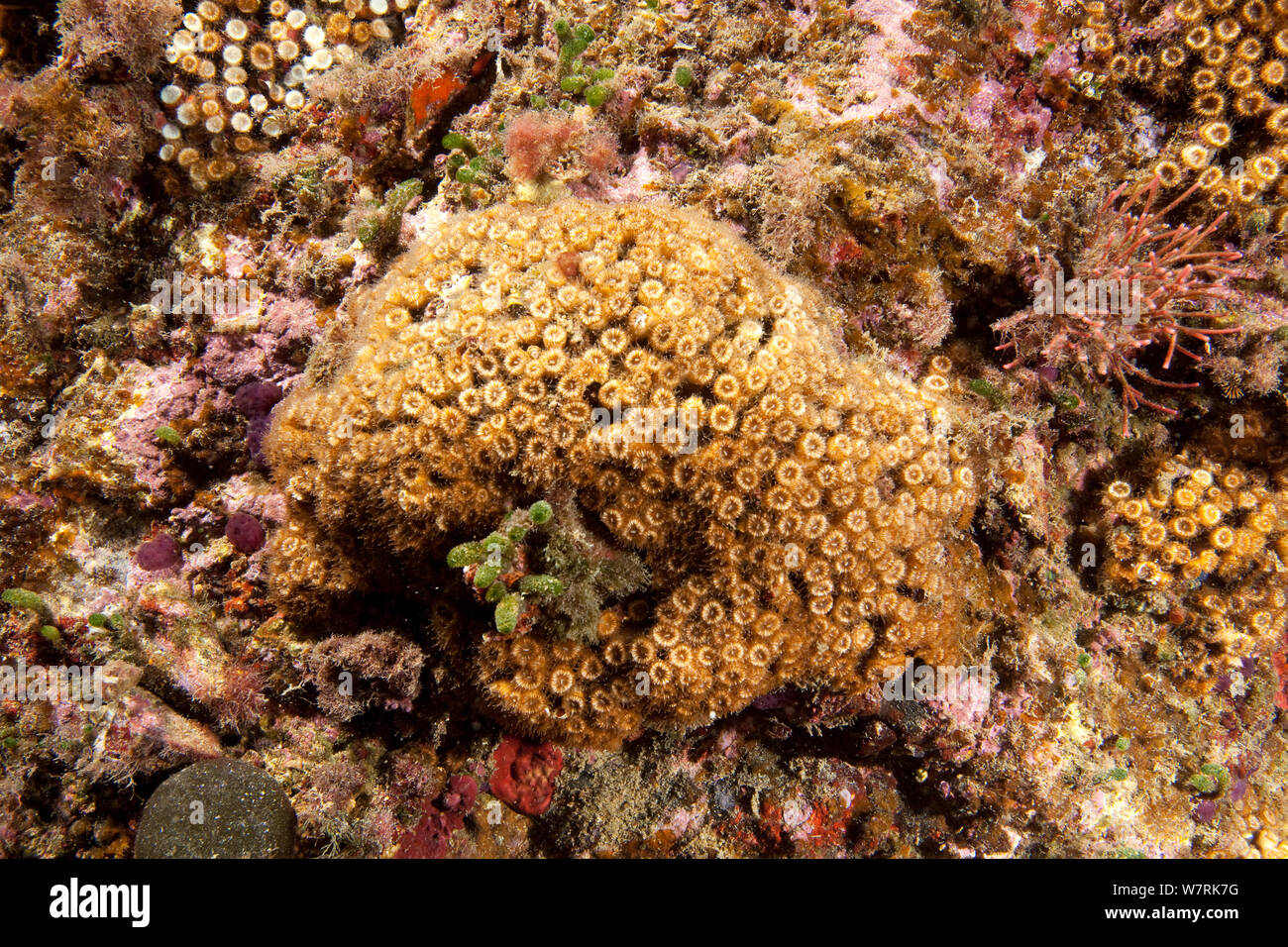 Cuscino corallo (Cladocora caespitosa) Isola d Ischia, Italia, Mar Tirreno, Mediterranea Foto Stock