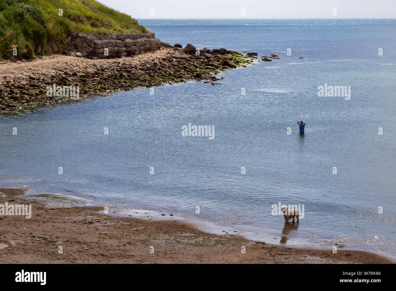 Uomo in mare con il cane in inglese costa vicino a Weymouth Foto Stock
