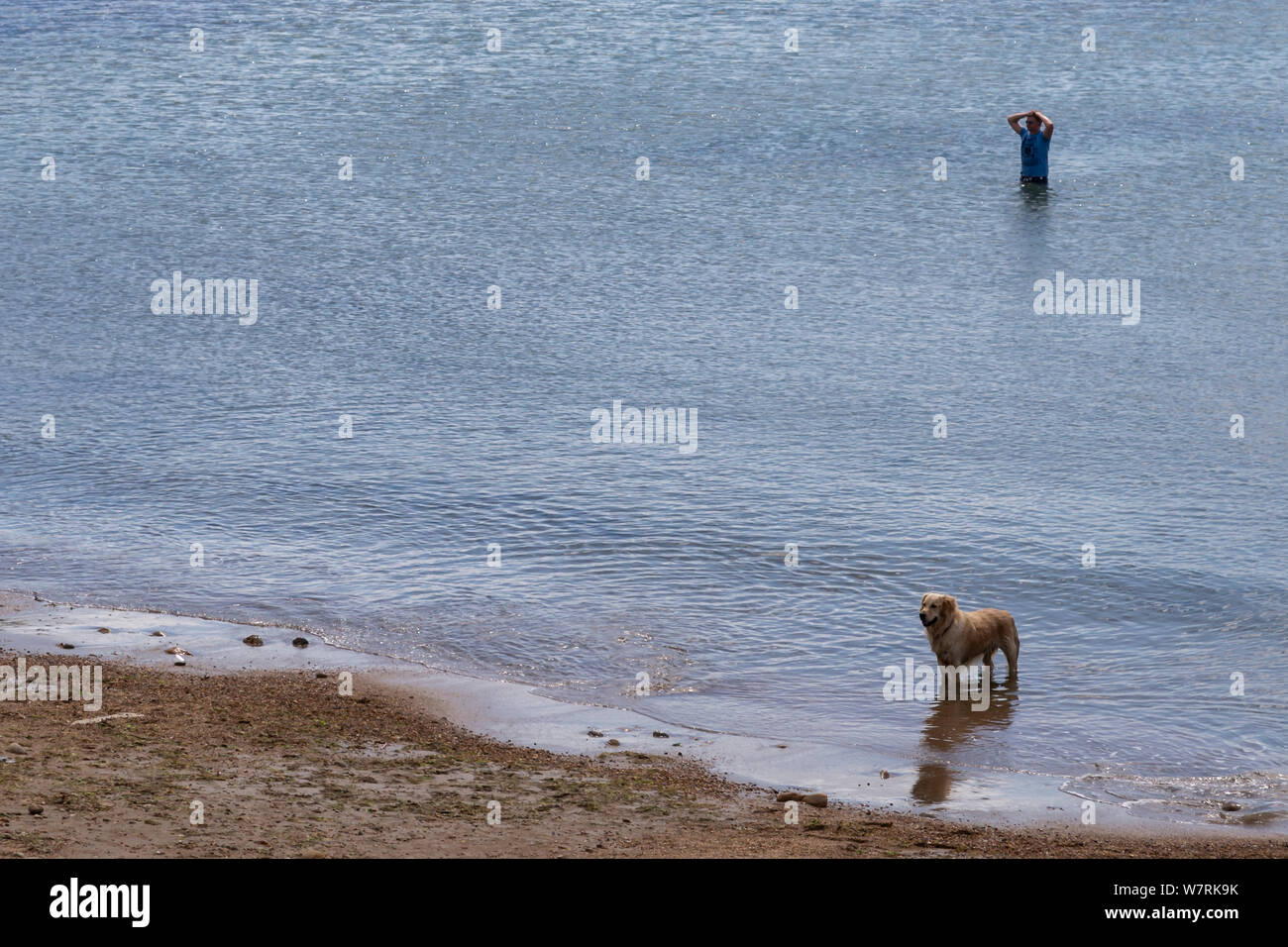Uomo in mare con il cane in inglese costa vicino a Weymouth Foto Stock