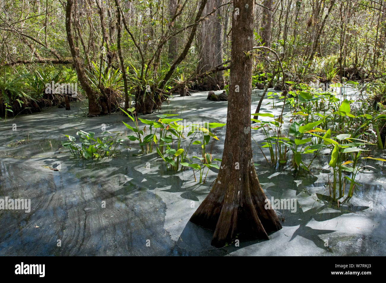 Southern cipressi (Taxodium distichum) crescente in una palude con la superficie dell'acqua coperte di polline delle piante, cavatappi santuario di palude, Florida, Stati Uniti d'America. Foto Stock