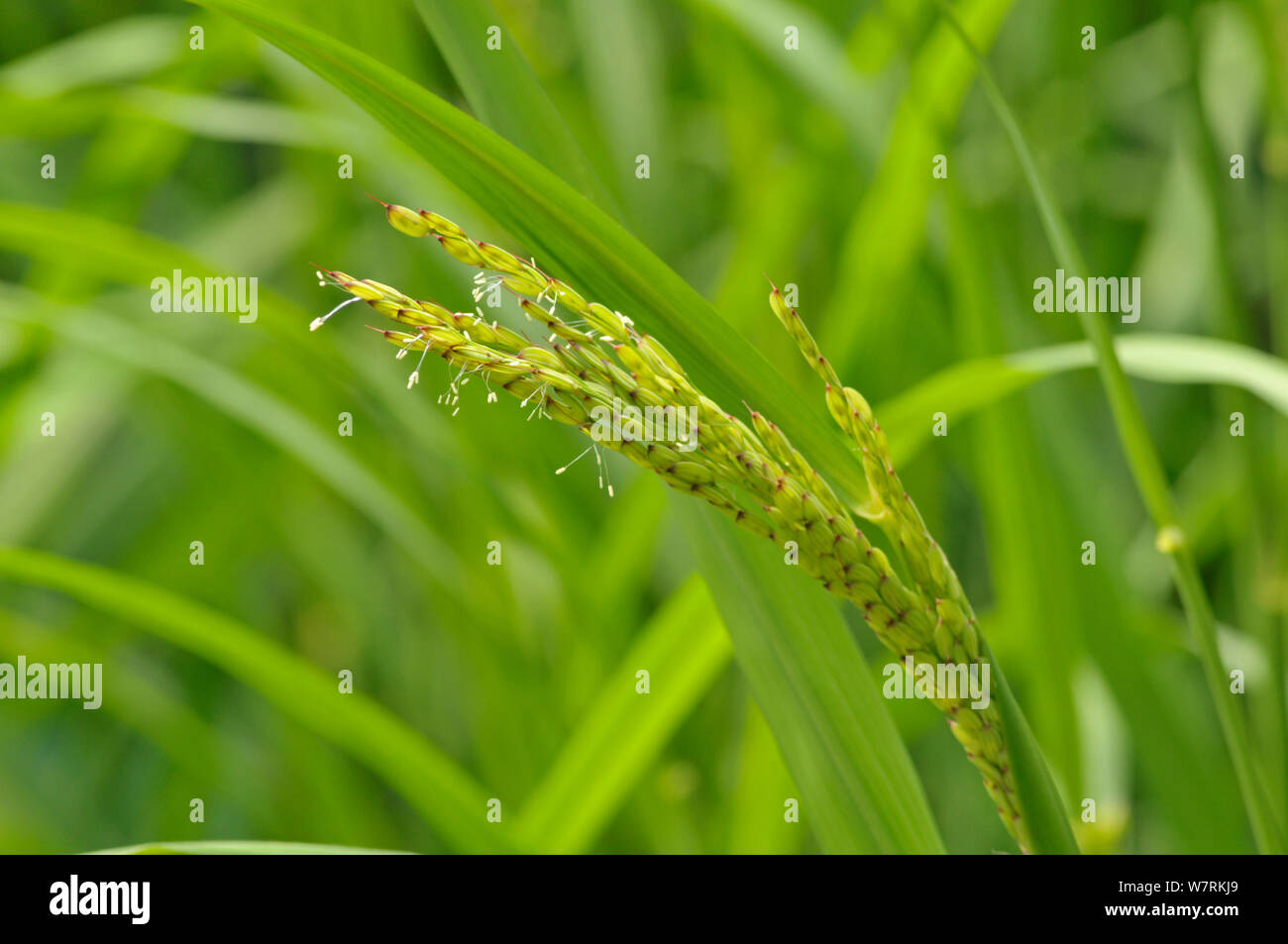 Asian riso (Oryza sativa) cresce in un giardino botanico, Cornwall, Inghilterra, Regno Unito, Luglio. Foto Stock