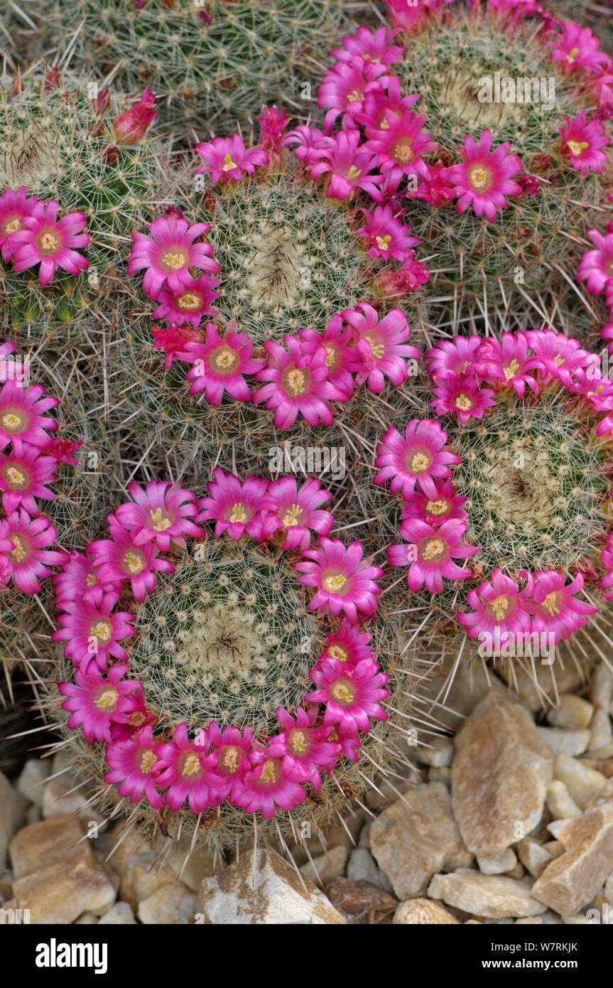Cactus (Mammillaria varieaculeata) in fiore in un giardino botanico, nativo di Messico, Surrey, England, Regno Unito, maggio. Foto Stock