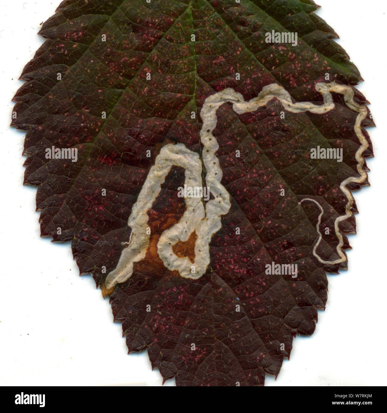 Sentiero a sinistra in un Rovo foglie da larve di un pigmeo eyecap tarma (Stigmella aurella), digitalizzati su uno scanner a superficie piana, Surrey, Inghilterra, Regno Unito. Foto Stock