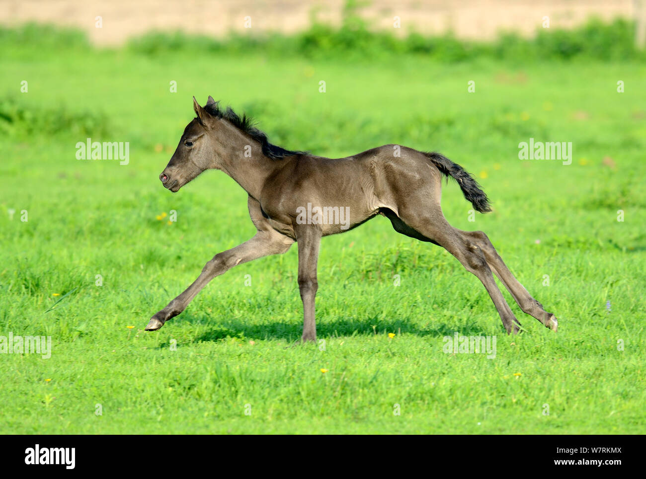 Cinque giorni di età di razza di puledro andaluso (Equus caballus) giocando in un campo, Alsazia, Francia, Maggio. Foto Stock
