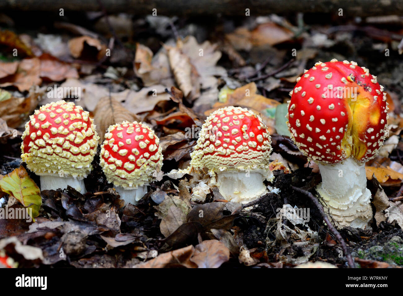 Quattro Fly agaric funghi amanita muscaria) crescente sul suolo della foresta, Alsazia, Francia, ottobre. Foto Stock