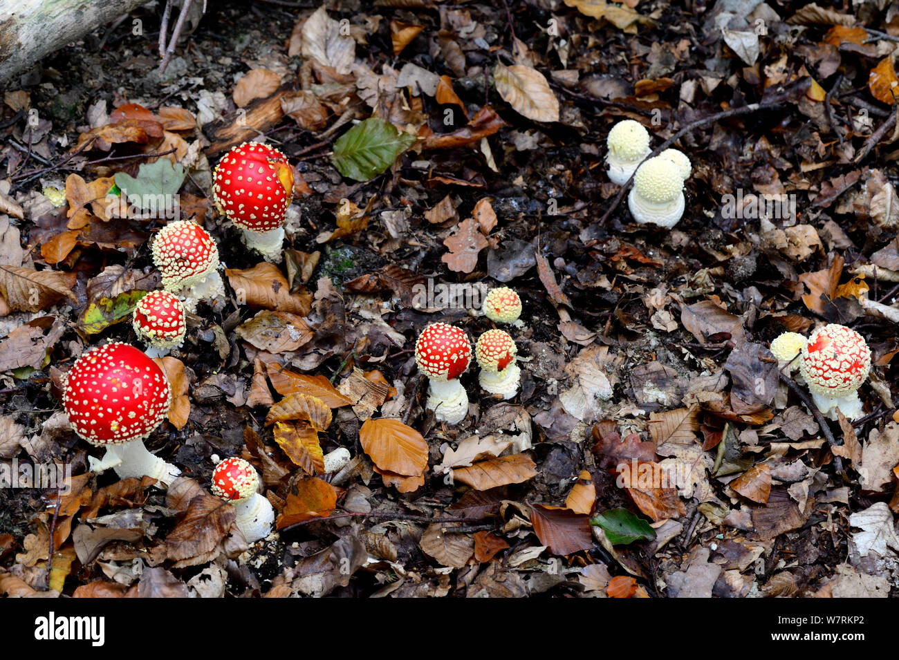 Gruppo di Fly agaric funghi amanita muscaria) crescente sul suolo della foresta, Alsazia, Francia, ottobre. Foto Stock