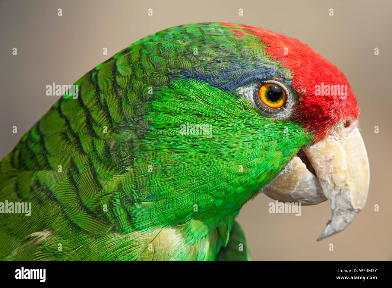 Red incoronato amazon parrot (Amazona viridigenalis), IUCN in pericolo di estinzione, captive. Foto Stock