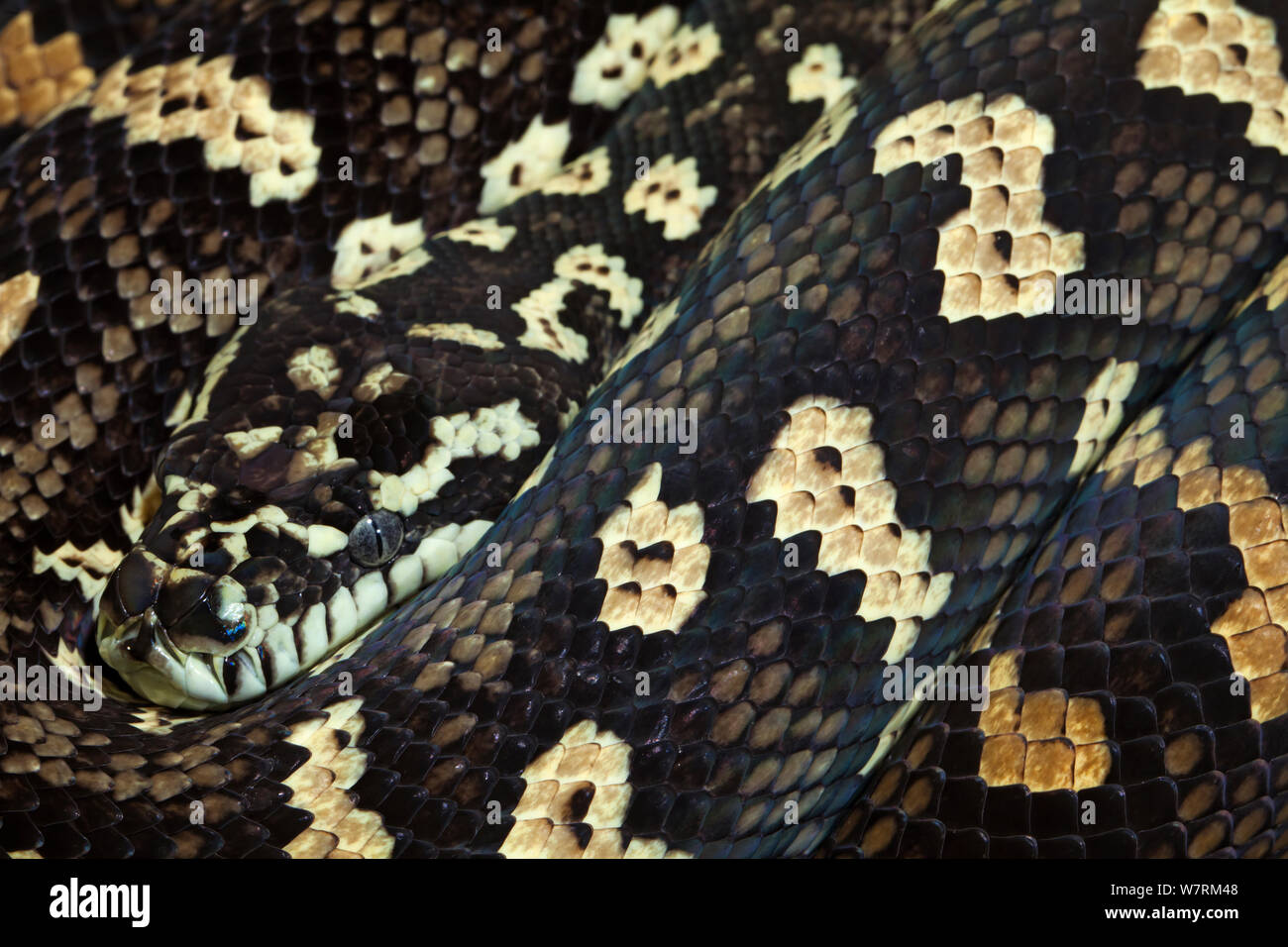 Western Australian carpet python (Morelia spilota), captive. Foto Stock