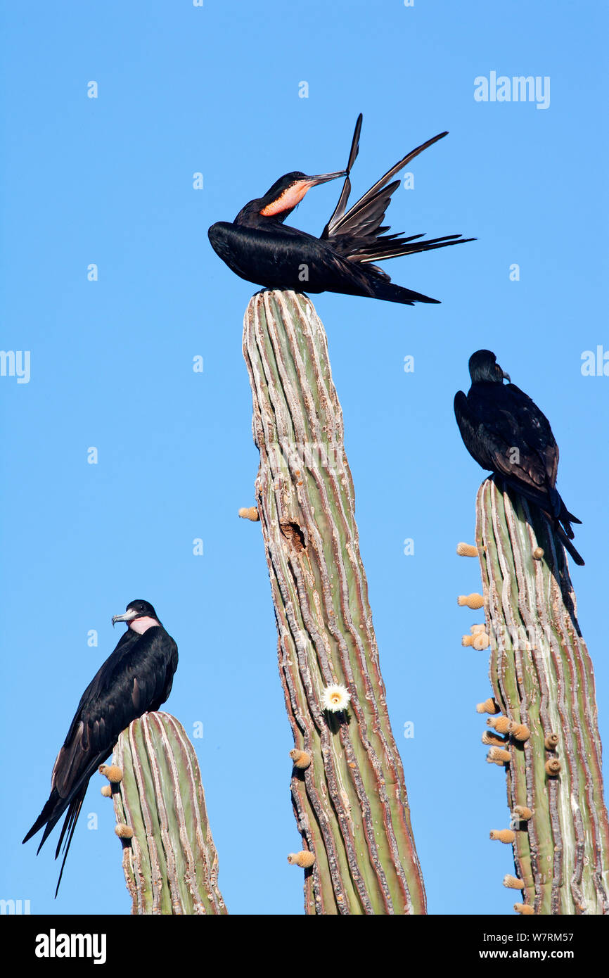 Magnifica frigatebird (Fregata magnificens) preening sulla sommità del cardon cactus (Pachycereus Pringlei), El Requeson beach, Bahia Concepcion, Mare di Cortez (Golfo di California), Messico, Aprile Foto Stock