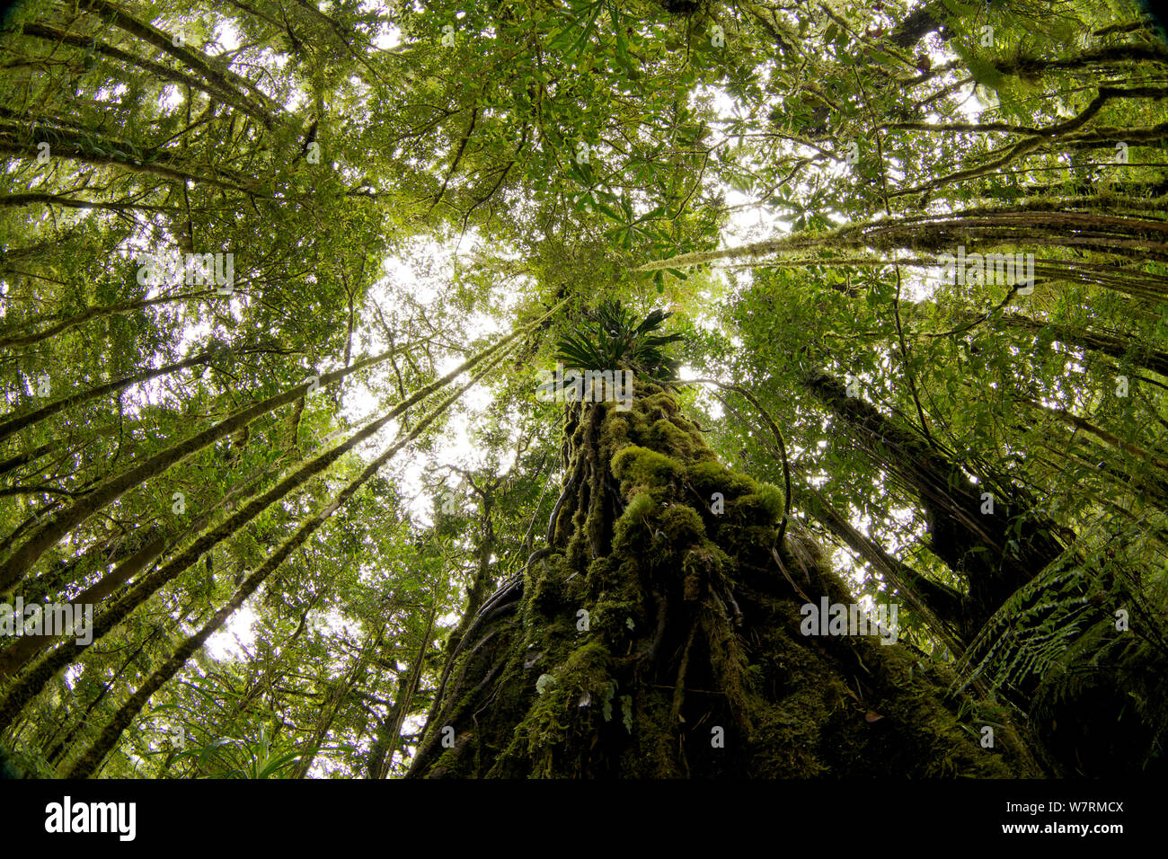 La foresta pluviale vedute interne, guardando in alto, Papua Nuova Guinea, Ottobre 2011 Foto Stock