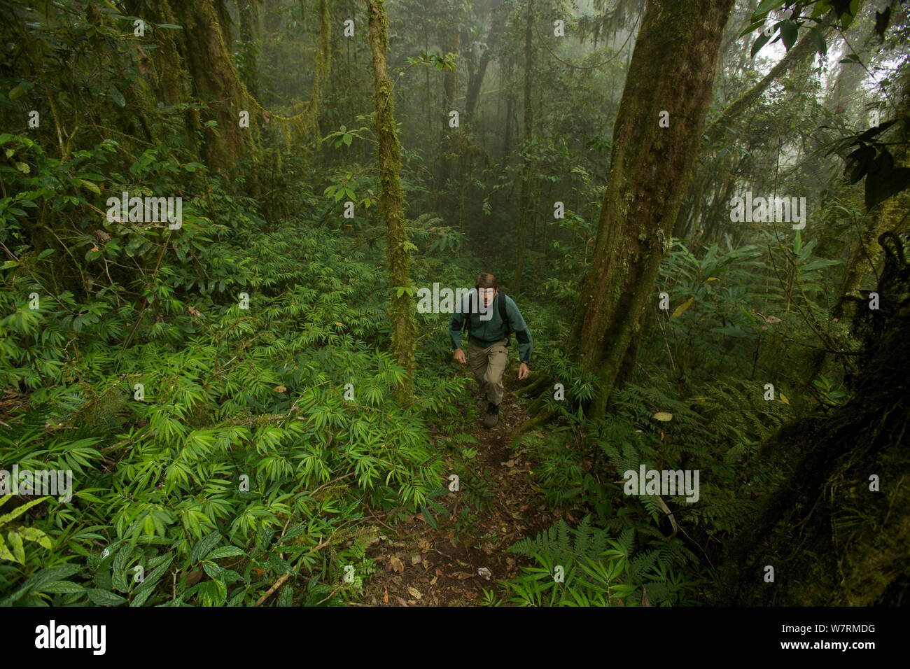 La foresta pluviale montane a 2000 m di altitudine con il fotografo Tim Laman escursionismo. Monti Arfak, Nuova Guinea, Agosto 2009. Foto Stock