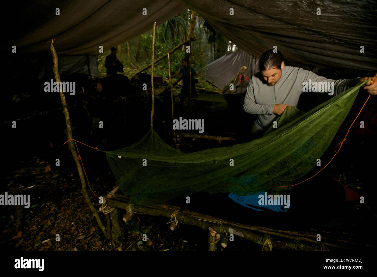 Edwin Scholes imposta la sua zanzariera in alto il nostro accampamento di 2000m nelle montagne Arfak, Papua occidentale, in Indonesia, Agosto 2008 Foto Stock