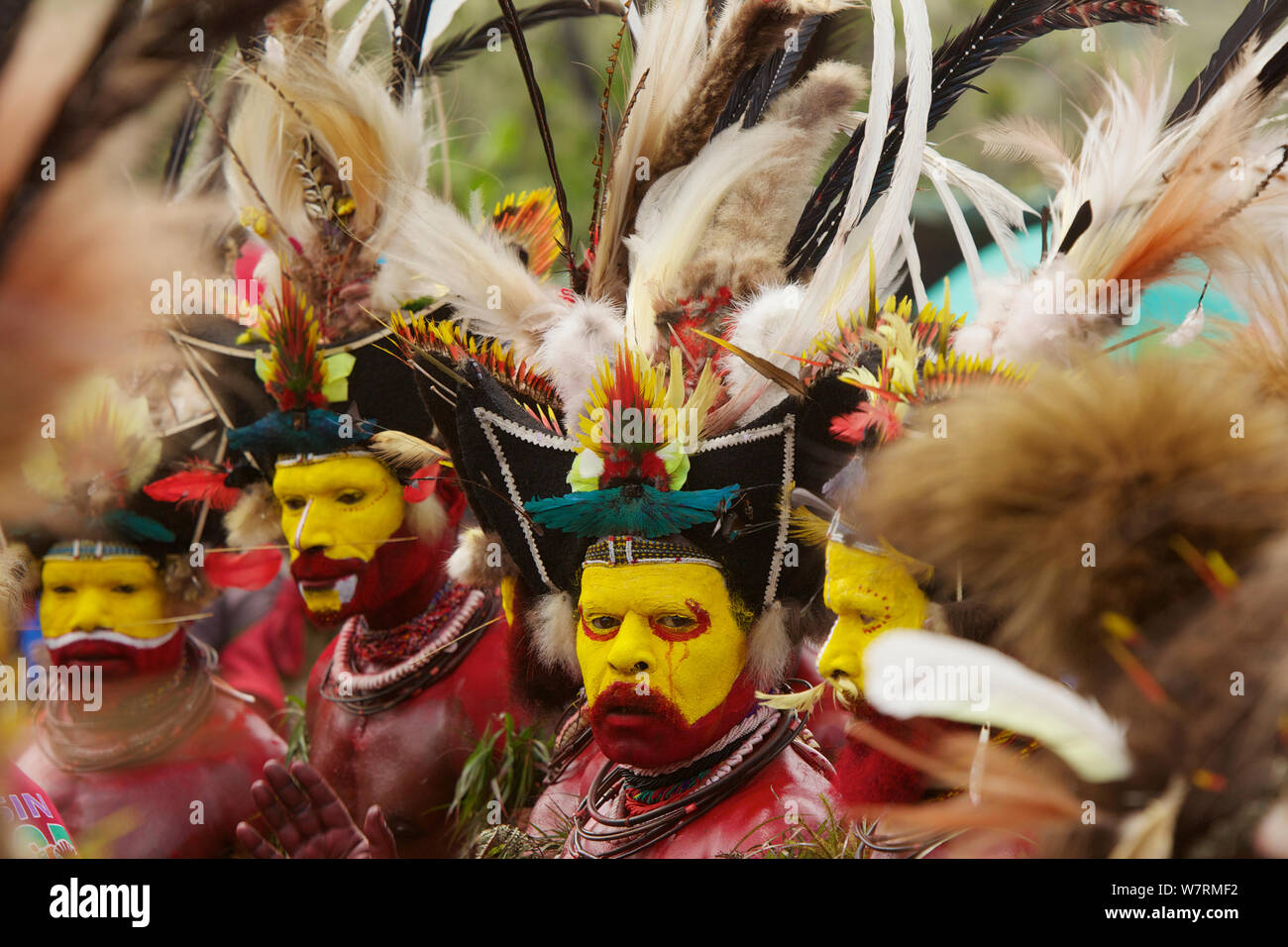 Huli 'singsing' danza cerimonia. Huli wigmen indossando capelli Parrucche e piume di vari uccelli del paradiso e altre specie di uccelli. Tari Valley, Southern Highlands Provincia, Papua Nuova Guinea. Novembre 2010 Foto Stock