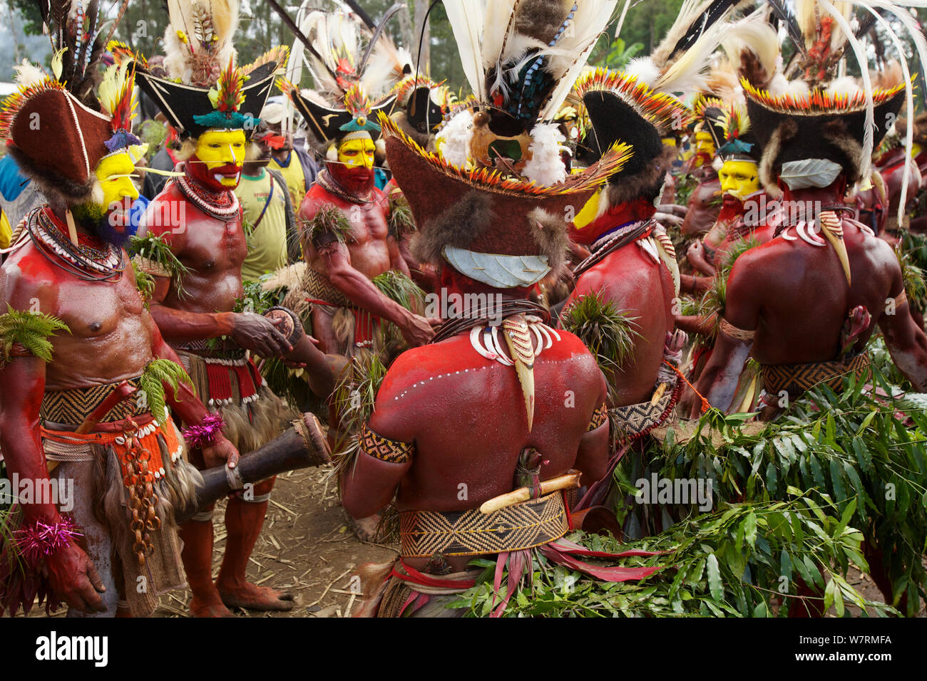 Huli 'singsing' danza cerimonia. Huli wigmen indossando capelli Parrucche e piume di vari uccelli del paradiso e altre specie di uccelli. Tari Valley, Southern Highlands Provincia, Papua Nuova Guinea. Novembre 2010 Foto Stock