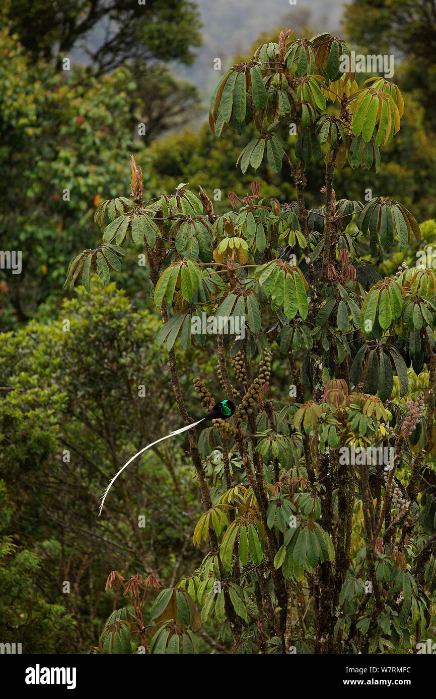 Nastro-tailed Astrapia (Astrapia mayeri) maschio adulto alimentando ad una fruttificazione Schefflera albero nella foresta pluviale montane vicino a Tomba Pass, Papua Nuova Guinea. Foto Stock