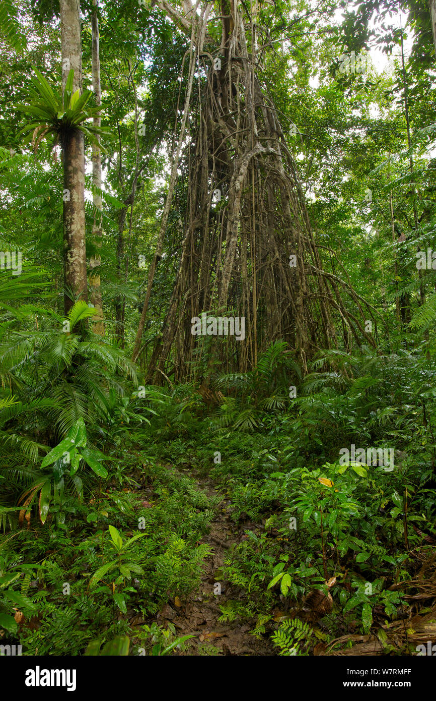 Un massiccio strangler fig (Ficus sp. ) In pianura foresta pluviale di Fergusson Isola, Papua Nuova Guinea. Foto Stock