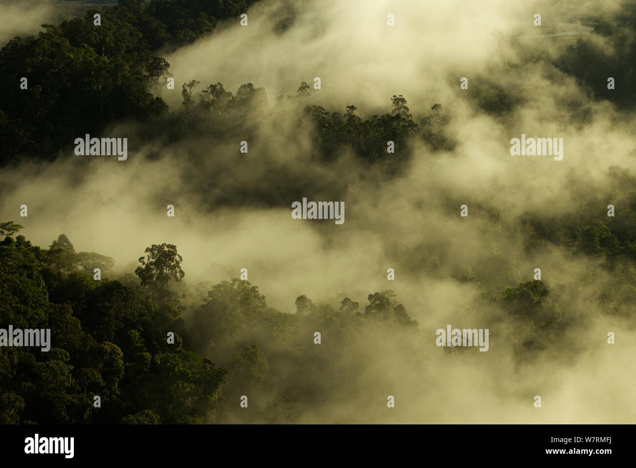 Early Morning mist si blocca nella tettoia nella foresta pluviale di pianura ai piedi delle colline di Saruwaged Range, Huon Peninsula, Papua Nuova Guinea Foto Stock