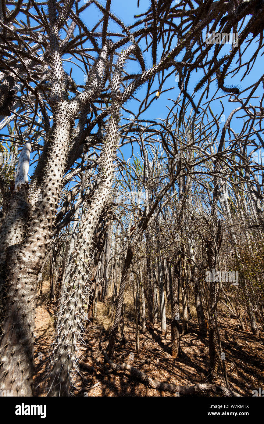 Alberi di polpo (Didierea trolli) nella foresta spinosa, Didiereaceae, Didierea Trollii, riserva Berenty, Sud del Madagascar, Africa Foto Stock