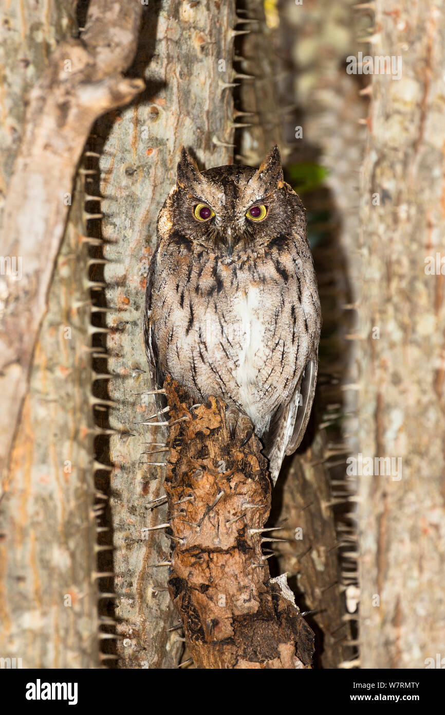 Madagascar Scops-owl (Otus rutilus) arroccato nella struttura ad albero spinoso, nella foresta spinosa, riserva Berenty, Sud del Madagascar, Africa Foto Stock