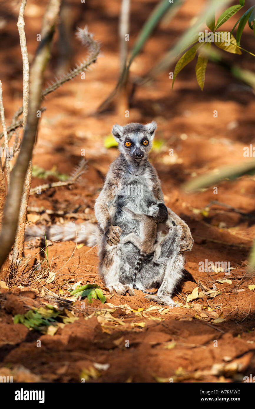 Lemure Ringtailed con baby (Lemur catta) Riserva Berenty, Sud del Madagascar, Africa Foto Stock
