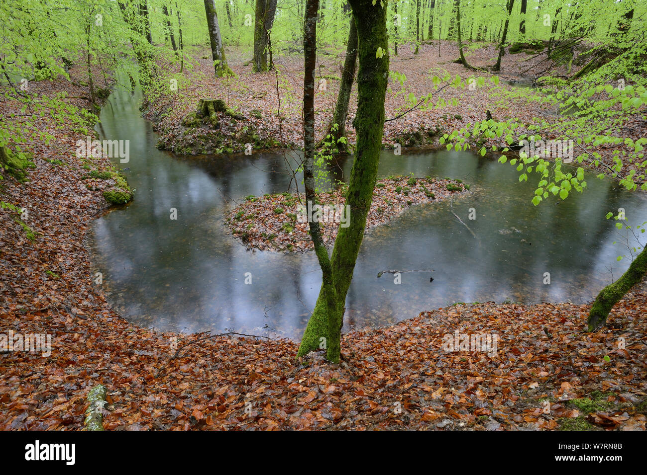 Laghetto di foresta nella pioggia, Vosges, Francia, Aprile Foto Stock